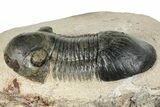 Paralejurus Trilobite - Atchana, Morocco #252417-1